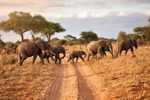 Elephants come to say hello as large herd passes by