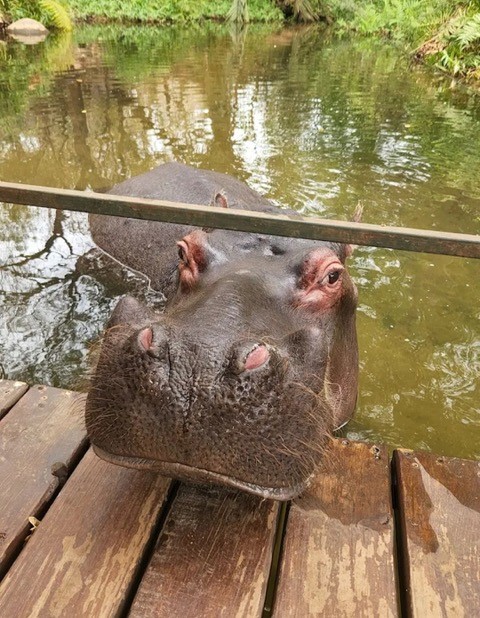 Hippo ((Blyde Dam / Jessica / Mariepskop Falls)